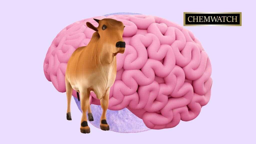 mad cow disease in humans brain